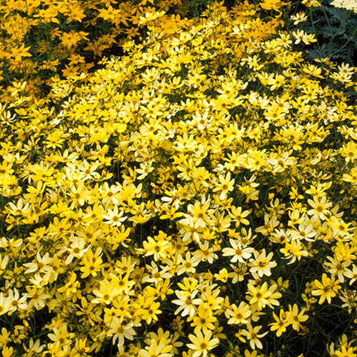 Coreopsis verticillata Moonbeam Coreopsis verticillata Moonbeam