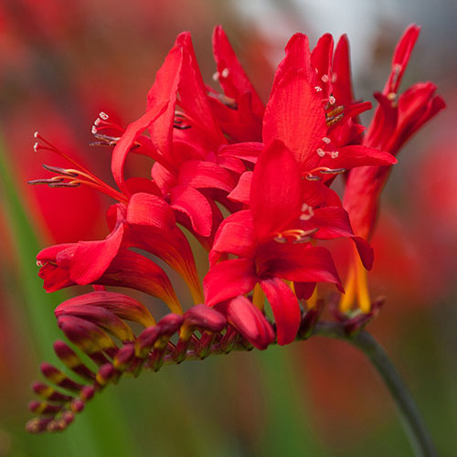 Crocosmia Lucifer 9cm x 3 Crocosmia Lucifer 9cm x 3