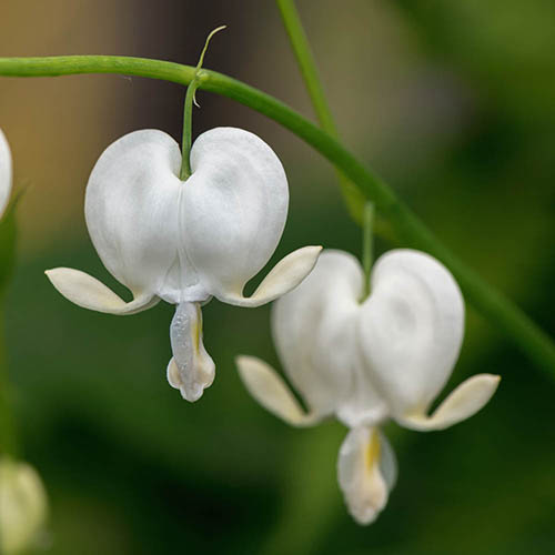 Dicentra spectabilis Alba Dicentra spectabilis Alba