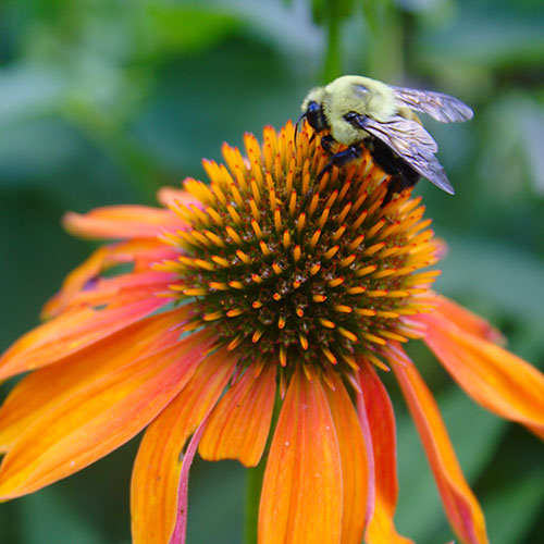 Echinacea Hybrida Papallo Orange Echinacea Hybrida Papallo Orange
