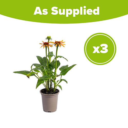 Echinacea Hybrida Papallo Orange Echinacea Hybrida Papallo Orange