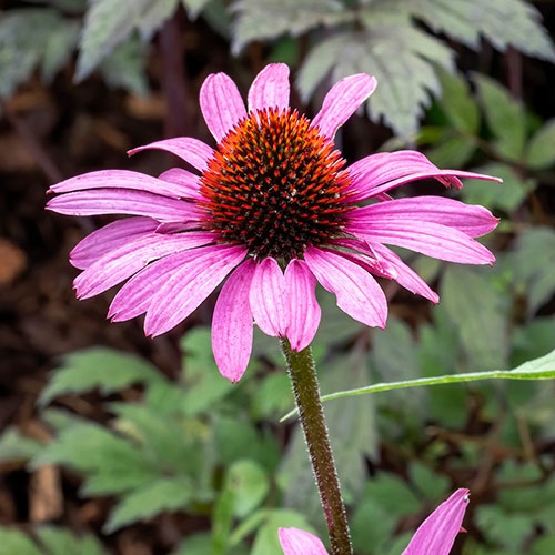 Echinacea purpurea Magnus Echinacea purpurea Magnus