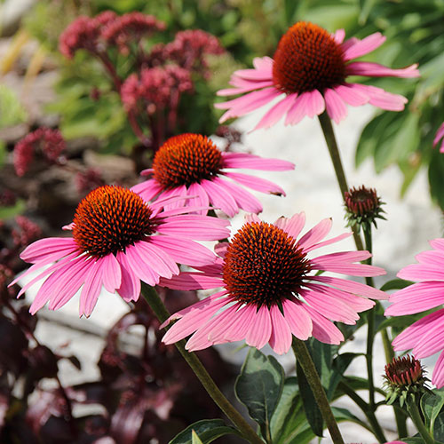 Echinacea purpurea Magnus Echinacea purpurea Magnus