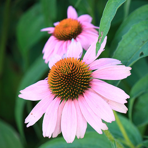 Echinacea purpurea Magnus Echinacea purpurea Magnus
