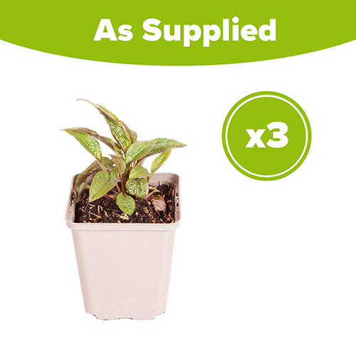 Echinacea purpurea Magnus Echinacea purpurea Magnus