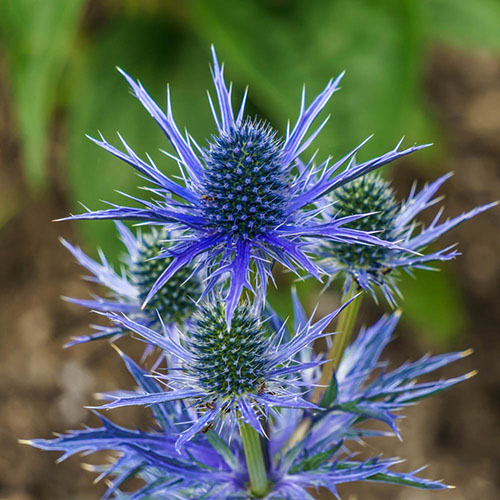 Eryngium Blue Hobbit Eryngium Blue Hobbit