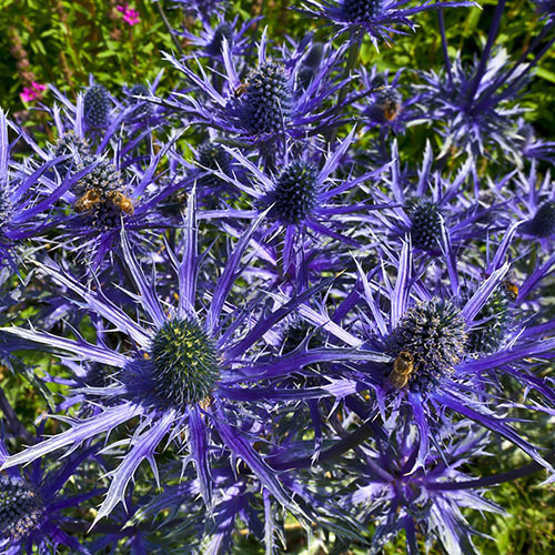 Eryngium Blue Hobbit Eryngium Blue Hobbit