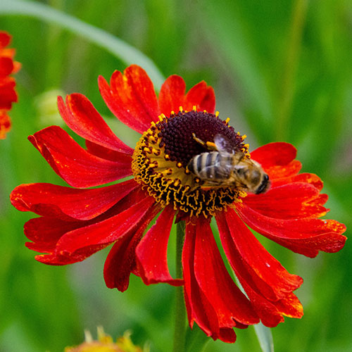Helenium Moerheim Beauty Helenium Moerheim Beauty
