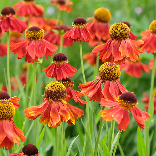 Helenium Moerheim Beauty Helenium Moerheim Beauty