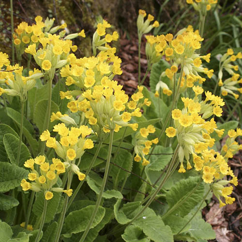 Primula veris - Cowslip
