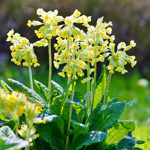 Primula veris - Cowslip Primula veris - Cowslip