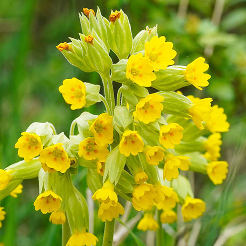 Primula veris - Cowslip Primula veris - Cowslip