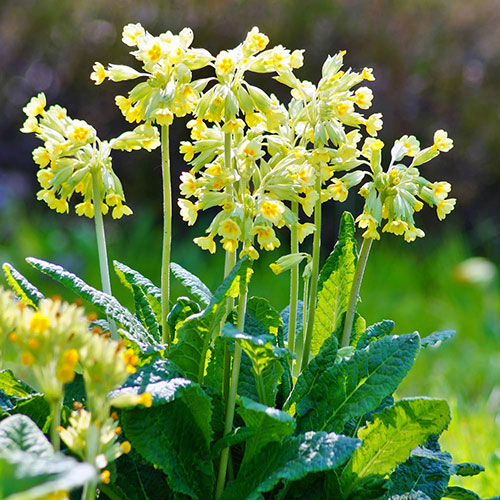 Primula veris - Cowslip Primula veris - Cowslip