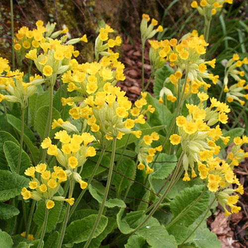 Primula veris - Cowslip Primula veris - Cowslip