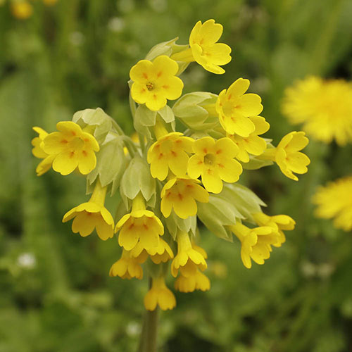 Primula veris - Cowslip Primula veris - Cowslip