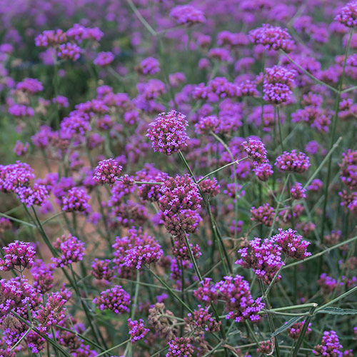 Verbena bonariensis Verbena bonariensis