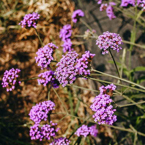 Verbena bonariensis Verbena bonariensis