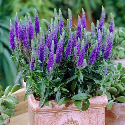 Veronica spicata Ulster Blue Dwarf