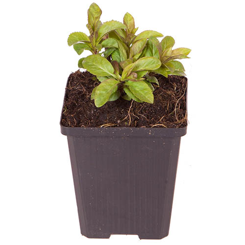 Veronica spicata Ulster Blue Dwarf Veronica spicata Ulster Blue Dwarf