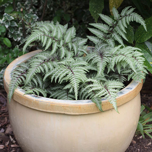 Painted Fern Athyrium niponicum Metallicum