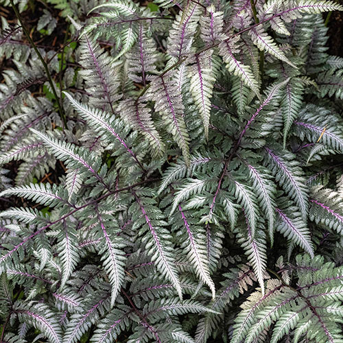 Painted Fern Athyrium niponicum Metallicum Painted Fern Athyrium niponicum Metallicum