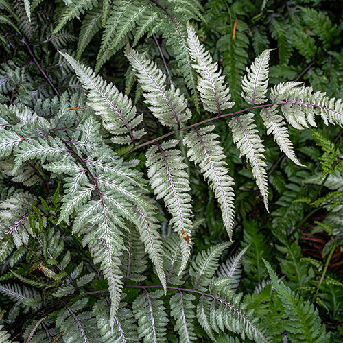 Painted Fern Athyrium niponicum Metallicum Painted Fern Athyrium niponicum Metallicum