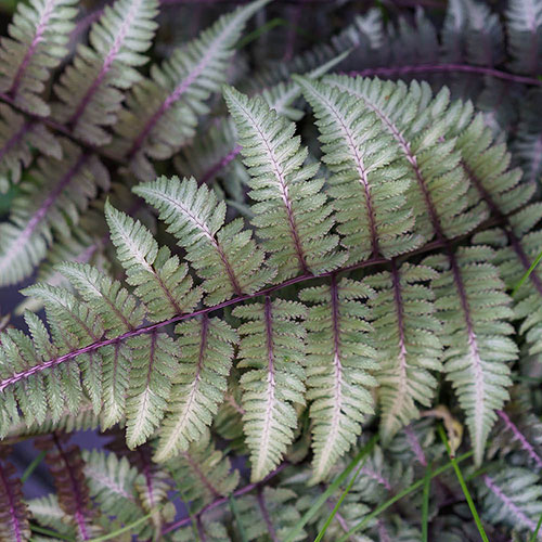 Painted Fern Athyrium niponicum Metallicum Painted Fern Athyrium niponicum Metallicum