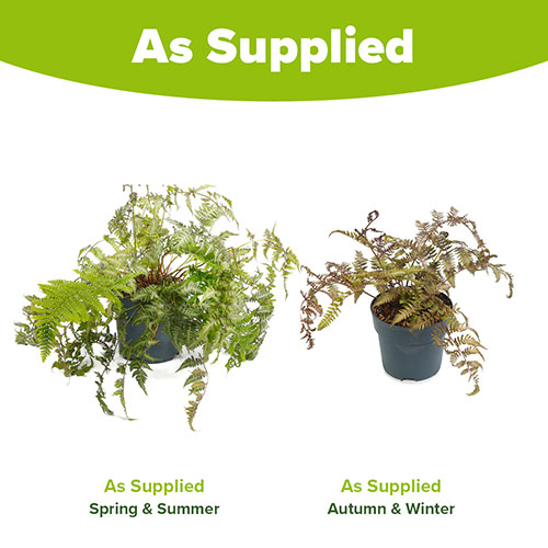 Painted Fern Athyrium niponicum Metallicum Painted Fern Athyrium niponicum Metallicum