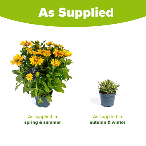 Rudbeckia Sunbeckia Ophelia Rudbeckia Sunbeckia Ophelia