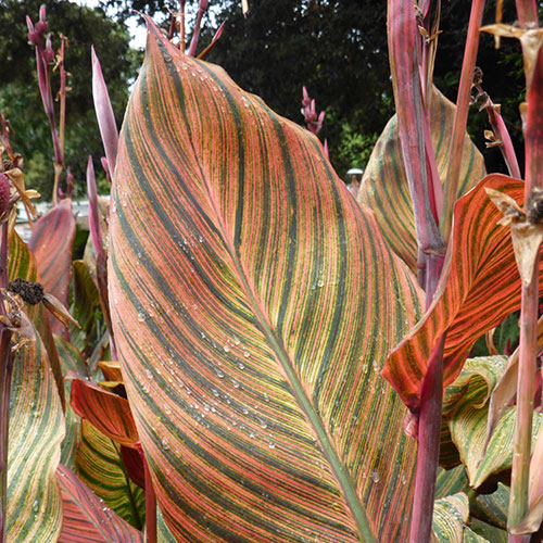 Canna Tropicanna 9cm x 3 Canna Tropicanna 9cm x 3