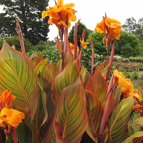 Canna Tropicanna 9cm x 3 Canna Tropicanna 9cm x 3