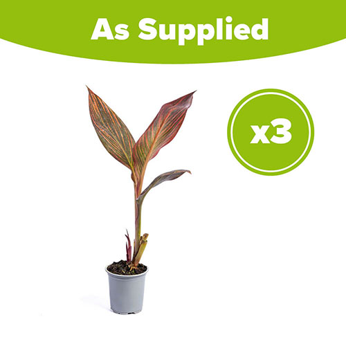 Canna Tropicanna 9cm x 3 Canna Tropicanna 9cm x 3