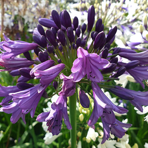 Agapanthus Poppin Purple Agapanthus Poppin Purple