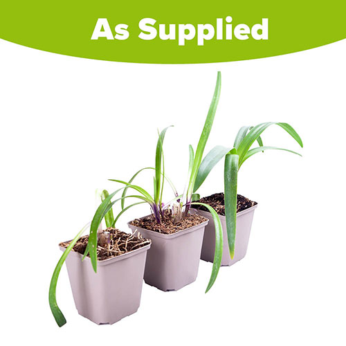 Agapanthus Poppin Purple Agapanthus Poppin Purple