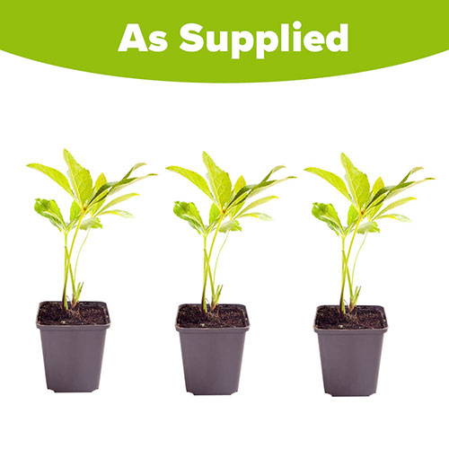 Hellebore Double Ellen Hellebore Double Ellen