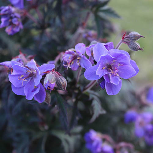 Geranium (Hardy) Storm Cloud Geranium (Hardy) Storm Cloud