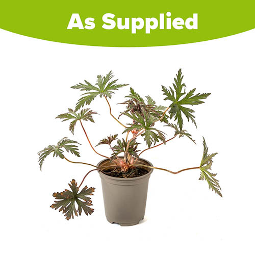 Geranium (Hardy) Storm Cloud Geranium (Hardy) Storm Cloud