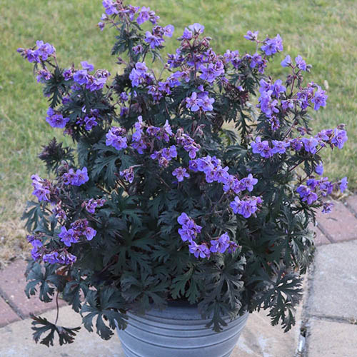 Geranium (Hardy) Storm Cloud Geranium (Hardy) Storm Cloud