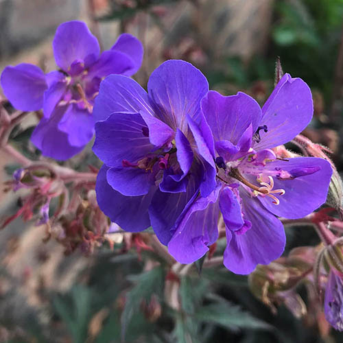 Geranium (Hardy) Storm Cloud Geranium (Hardy) Storm Cloud
