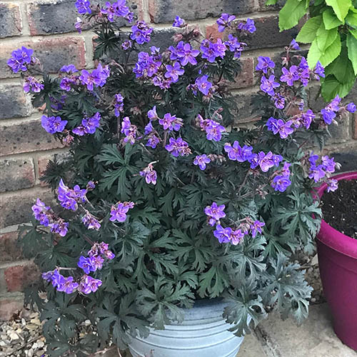 Geranium (Hardy) Storm Cloud Geranium (Hardy) Storm Cloud
