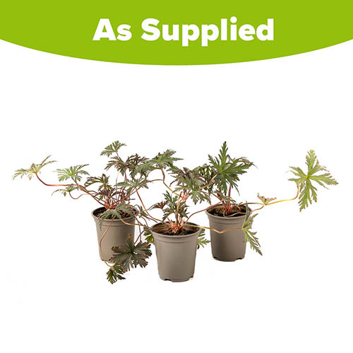 Geranium (Hardy) Storm Cloud Geranium (Hardy) Storm Cloud