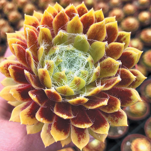 Sempervivum Lemon Flare