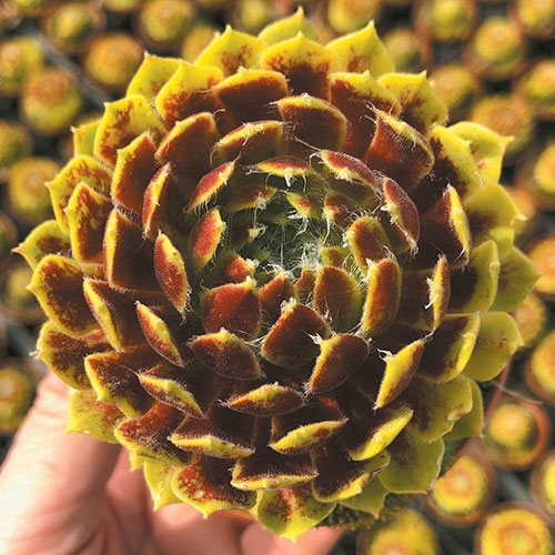 Sempervivum Lemon Flare Sempervivum Lemon Flare