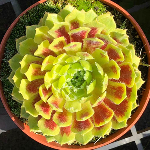 Sempervivum Lemon Flare Sempervivum Lemon Flare