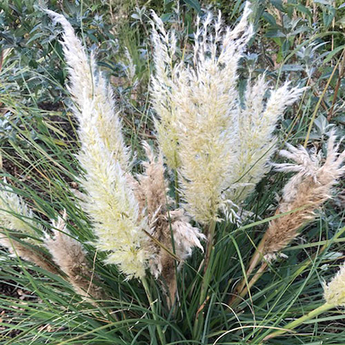 Cortaderia Tiny Pampa Cortaderia Tiny Pampa