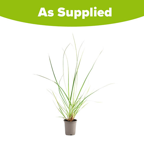 Cortaderia Tiny Pampa Cortaderia Tiny Pampa