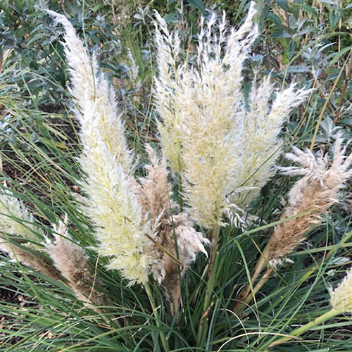 Cortaderia Tiny Pampa Cortaderia Tiny Pampa