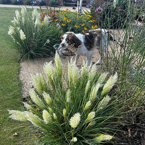 Cortaderia Tiny Pampa Cortaderia Tiny Pampa