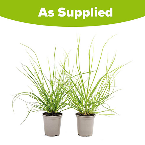 Cortaderia Tiny Pampa Cortaderia Tiny Pampa