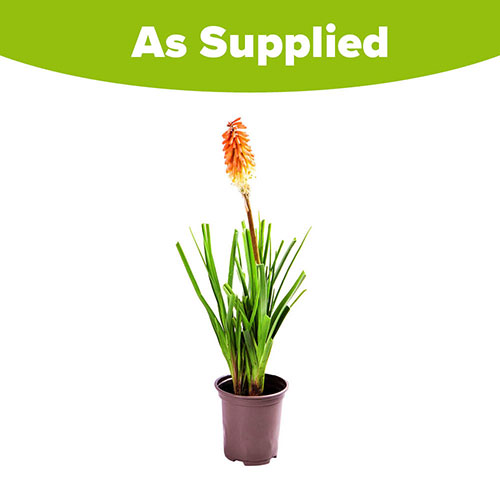 Kniphofia Flamenco Red Hot Poker Kniphofia Flamenco Red Hot Poker